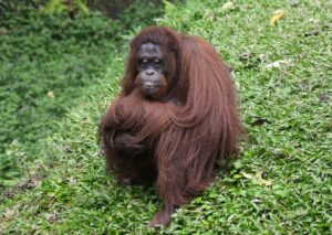 Orangutany, bliscy krewni ludzi